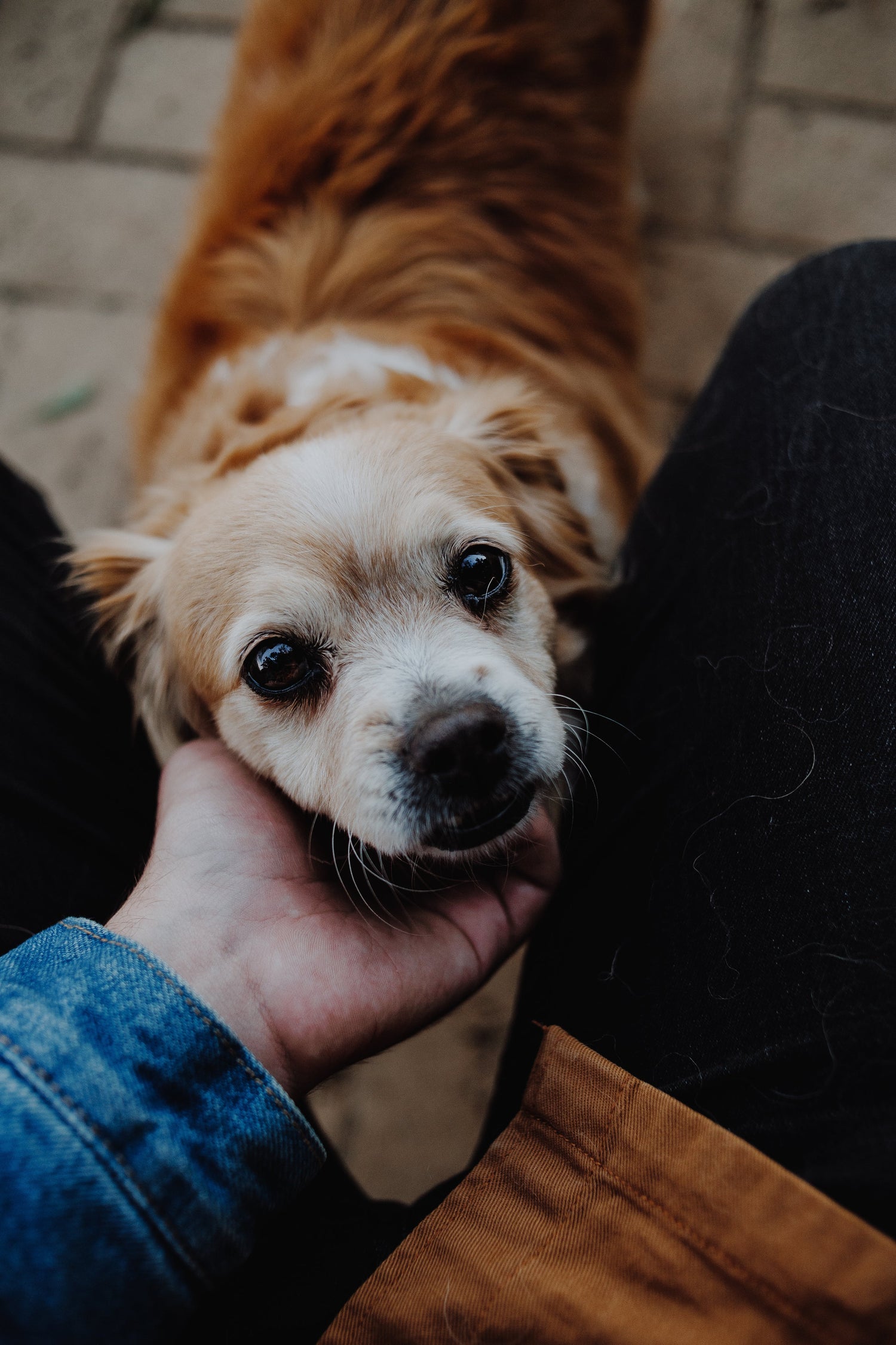 PETS
